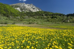 prato di tarassaco con sfondo del monte Stivo presso passo Bordala, valle di Gresta